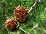 Larix sibirica. Прошлогодние женские шишки. Беларусь, Гродненская обл., Новогрудский р-н, Брольникский сельсовет, окр. дер. Примень, искусственные посадки лиственницы. 19.08.2015.