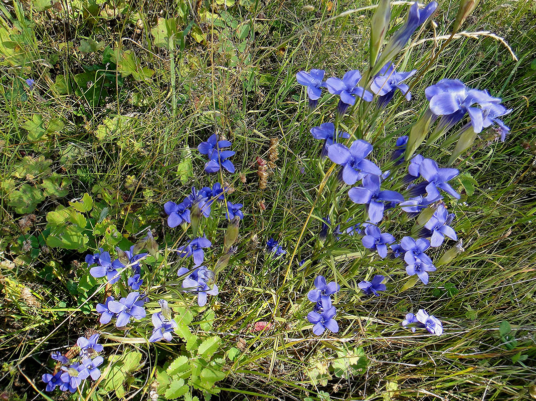 Image of Gentianopsis barbata specimen.