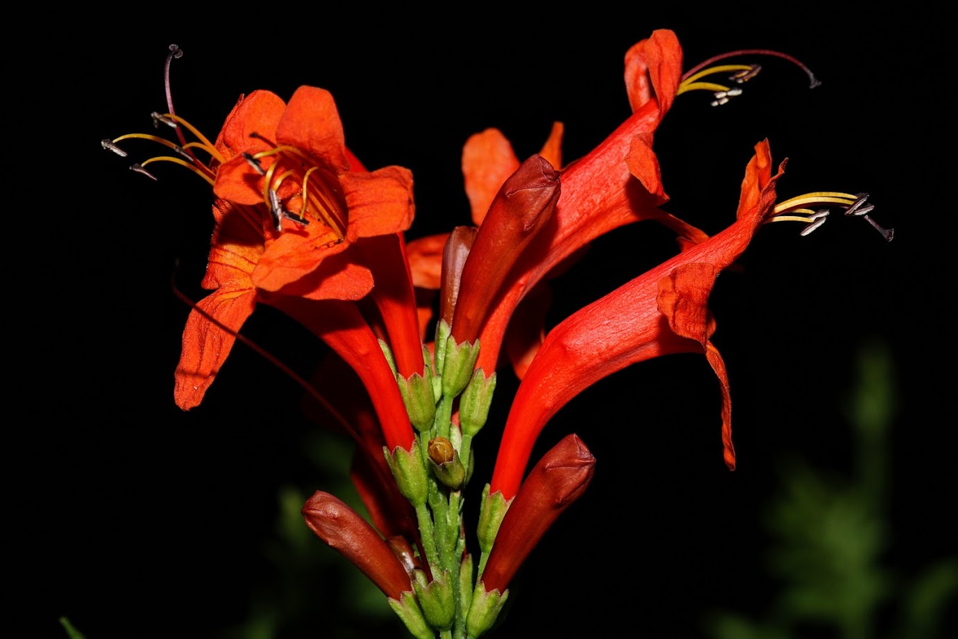Image of Tecomaria capensis specimen.