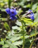 Pulmonaria obscura