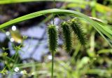 Carex pseudocyperus