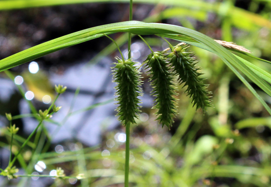 Изображение особи Carex pseudocyperus.