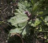 Verbascum phoeniceum. Основание растения. Пермский край, г. Пермь, Кировский р-н, цветочная клумба у административного здания, в культуре. 18.06.2017.