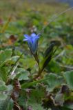 Gentiana kaufmanniana