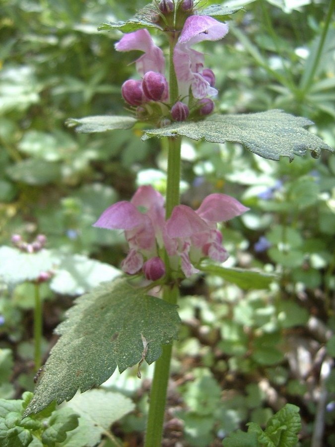 Image of Lamium maculatum specimen.