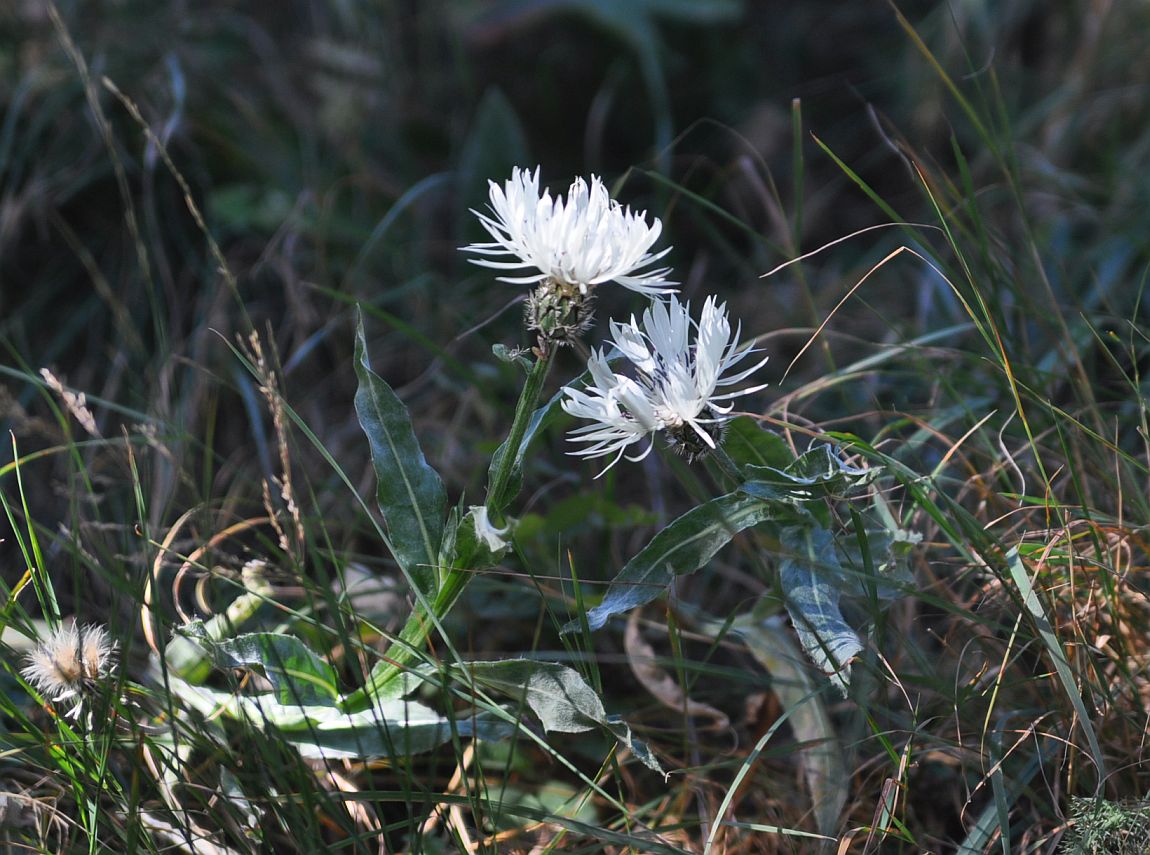 Image of Centaurea cheiranthifolia specimen.