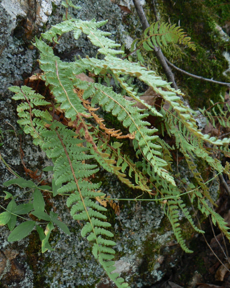 Image of Woodsia ilvensis specimen.