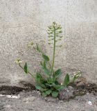 Microthlaspi perfoliatum. Цветущее и плодоносящее растение. Краснодарский край, г. Краснодар, у фундамента промышленного здания. 30.03.2018.