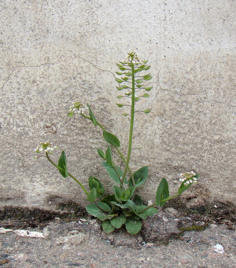 Image of Microthlaspi perfoliatum specimen.