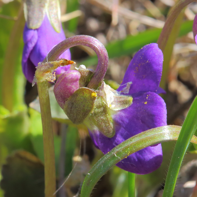 Изображение особи Viola ambigua.