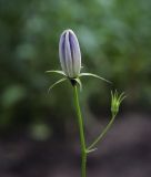 Campanula carpatica