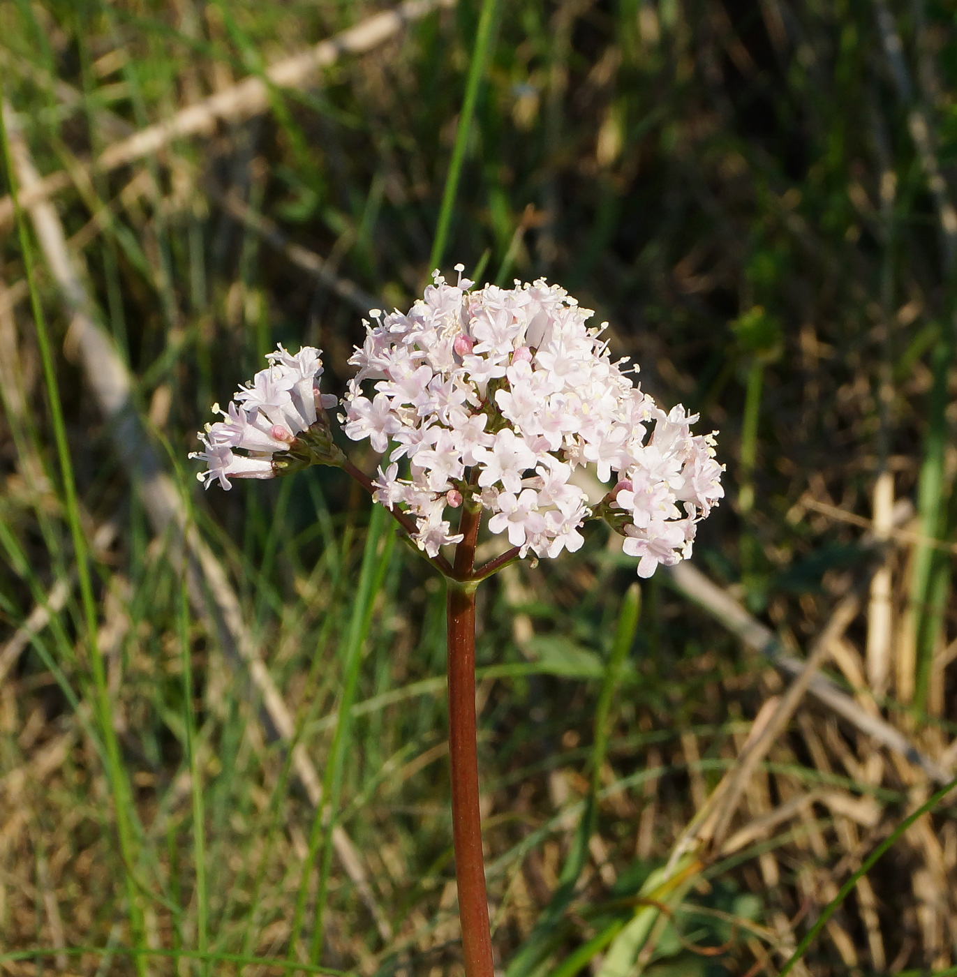 Image of Valeriana tuberosa specimen.