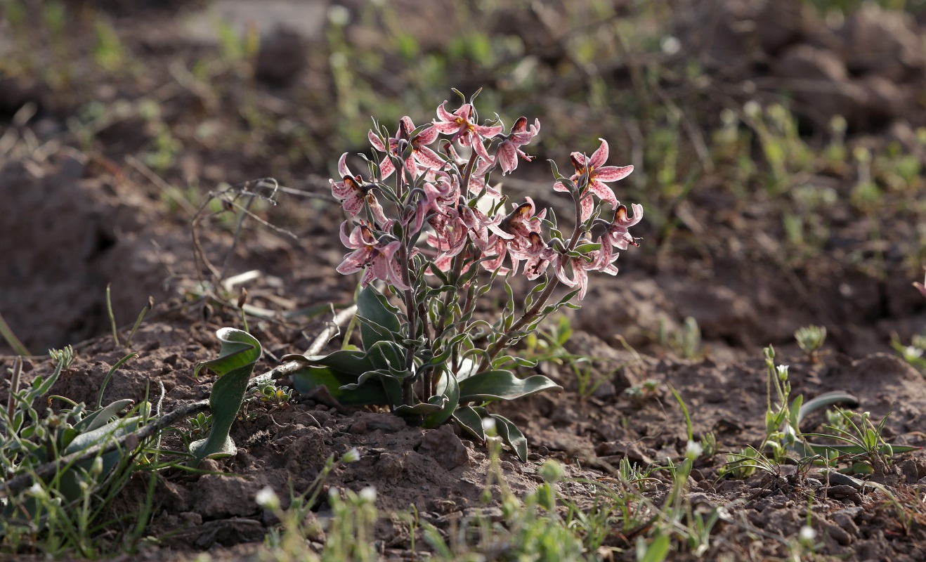 Изображение особи Rhinopetalum karelinii.