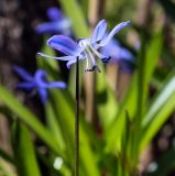 Scilla siberica. Цветок. Пермский край, г. Пермь, Кировский р-н, газон у жилого дома. 12.05.2018.