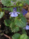 Glechoma hederacea. Цветок и листья. Марий Эл, г. Йошкар-Ола, лесистая часть Центрального парка, в расщелине старого пня. 18.05.2018.