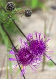 Centaurea scabiosa. Нераспустившиеся (вверху) и распустившиеся соцветия. Карелия, Заонежье, песчаный пляж. 25.07.2017.