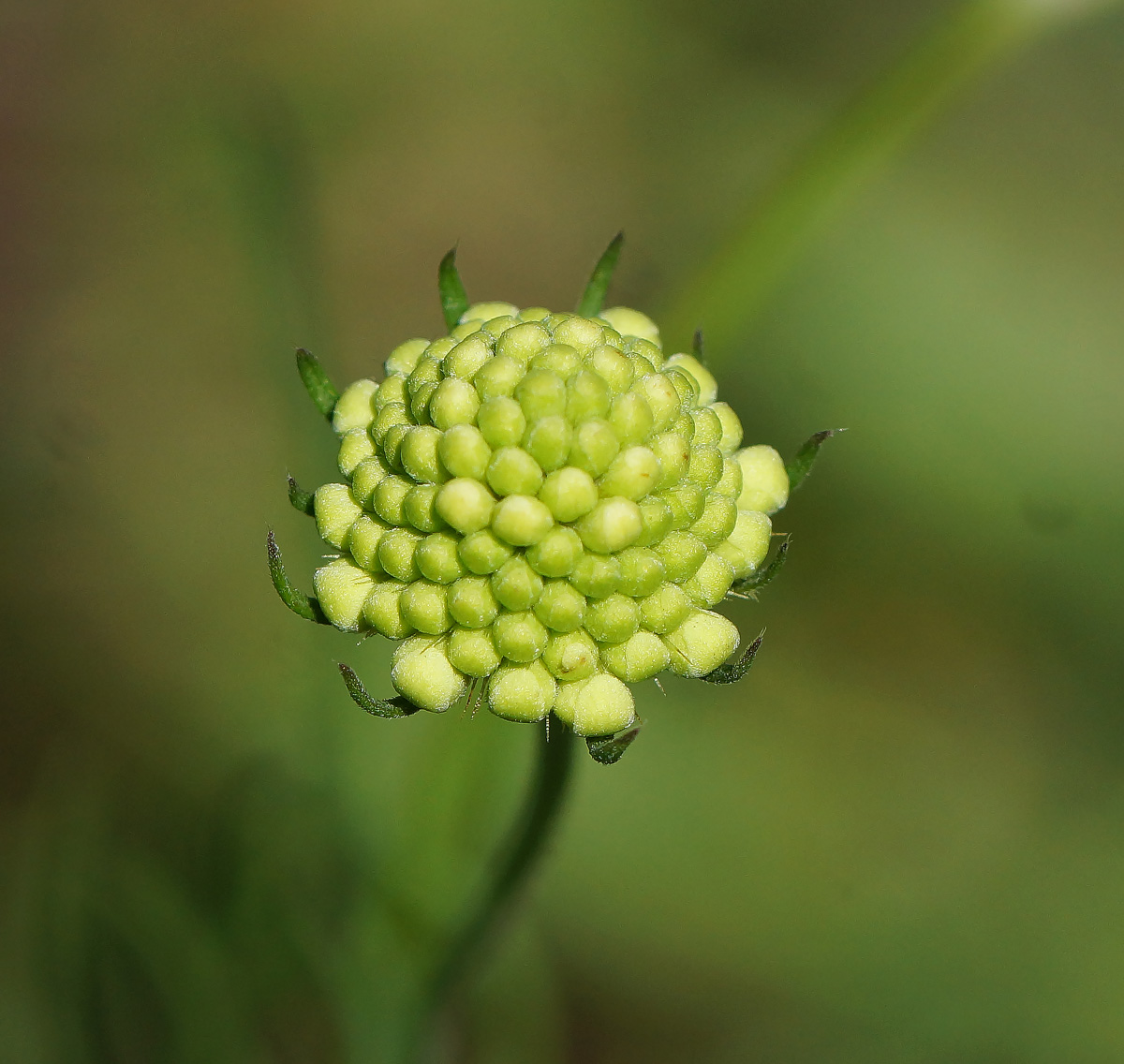 Image of Scabiosa ochroleuca specimen.