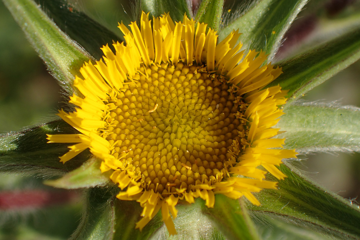 Изображение особи Pallenis spinosa.