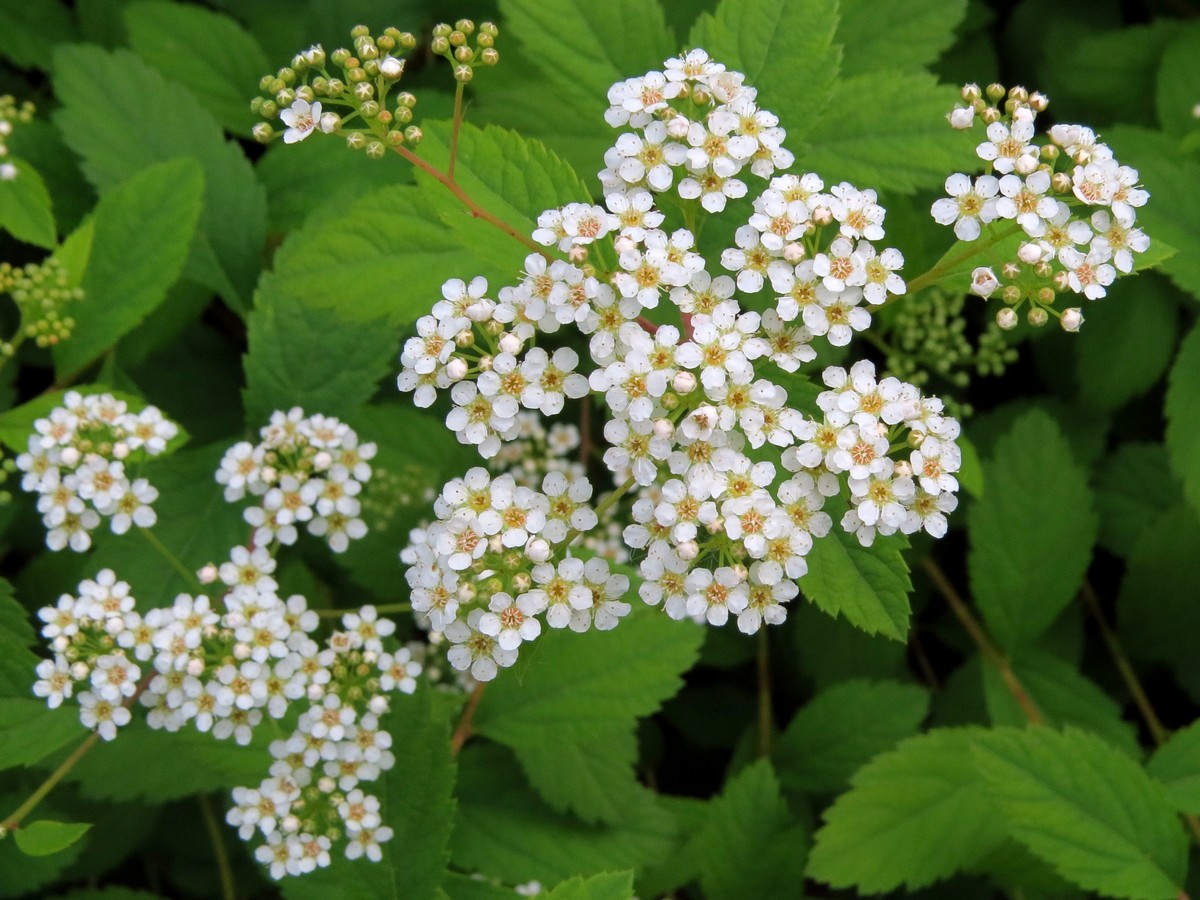 Image of genus Spiraea specimen.