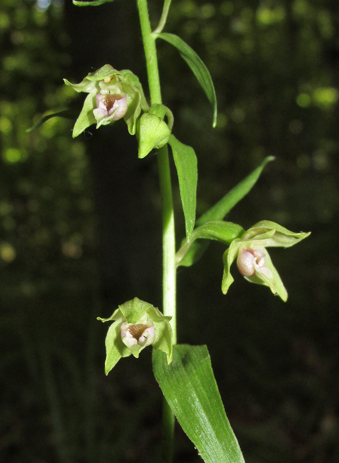 Изображение особи Epipactis persica.