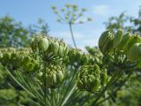 Heracleum sibiricum. Часть соплодия. Марий Эл, г. Йошкар-Ола, берег р. Малая Кокшага. 17.07.2018.