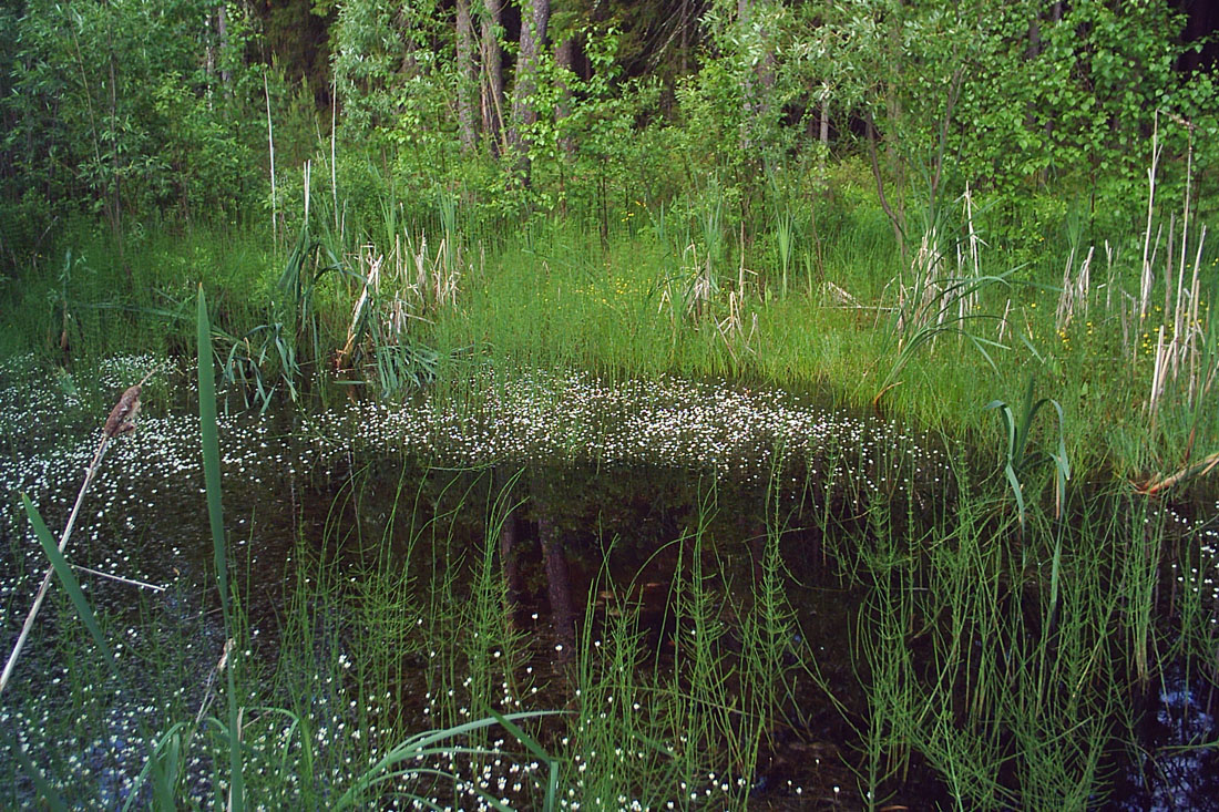 Image of Ranunculus trichophyllus specimen.