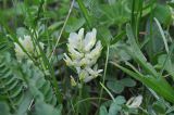 Astragalus resupinatus