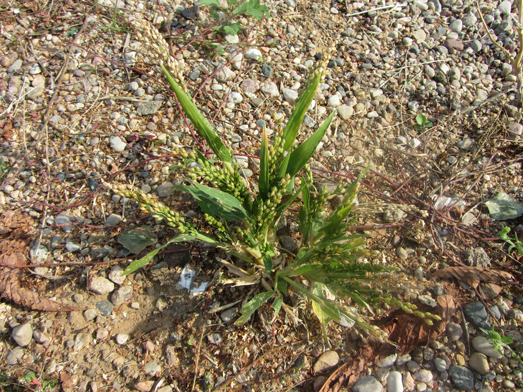 Image of Panicum miliaceum specimen.