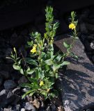 Oenothera rubricaulis. Цветущее растение с созревающими плодами (главный стебель был уничтожен) рядом с Artemisia vulgaris. Московская обл., Серпуховский р-н, окр. платф. Шарапова Охота, железнодорожное полотно. 06.09.2018.