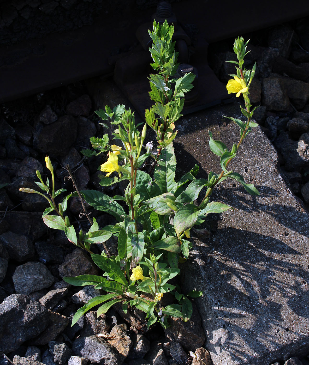 Изображение особи Oenothera rubricaulis.