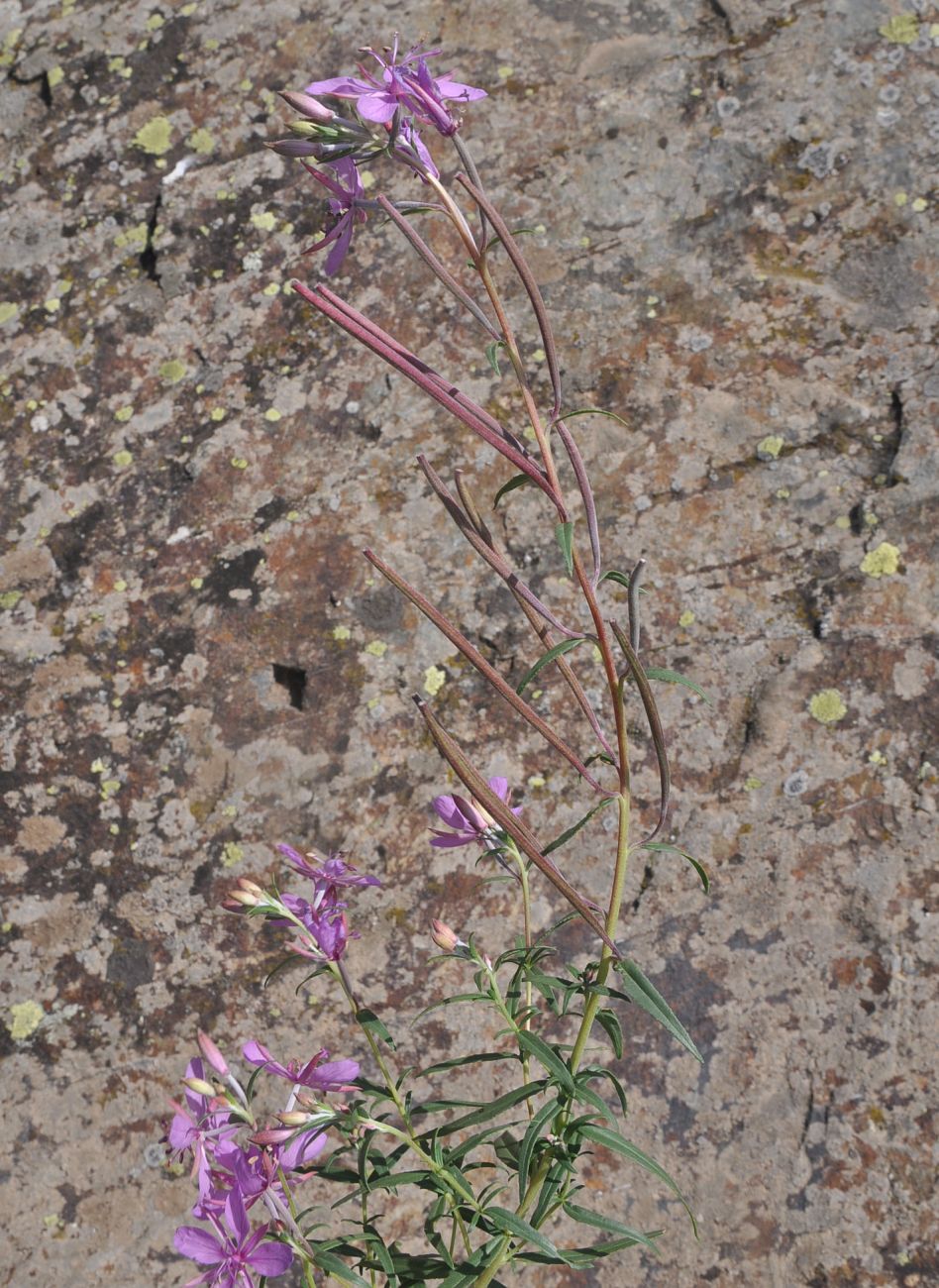 Image of Chamaenerion colchicum specimen.