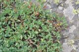 Sibbaldia semiglabra