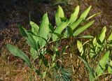 Polygonatum odoratum. Плодоносящее растение. Московская обл., Шатурский р-н, долина р. Поля, опушка сосняка. 18.08.2018.