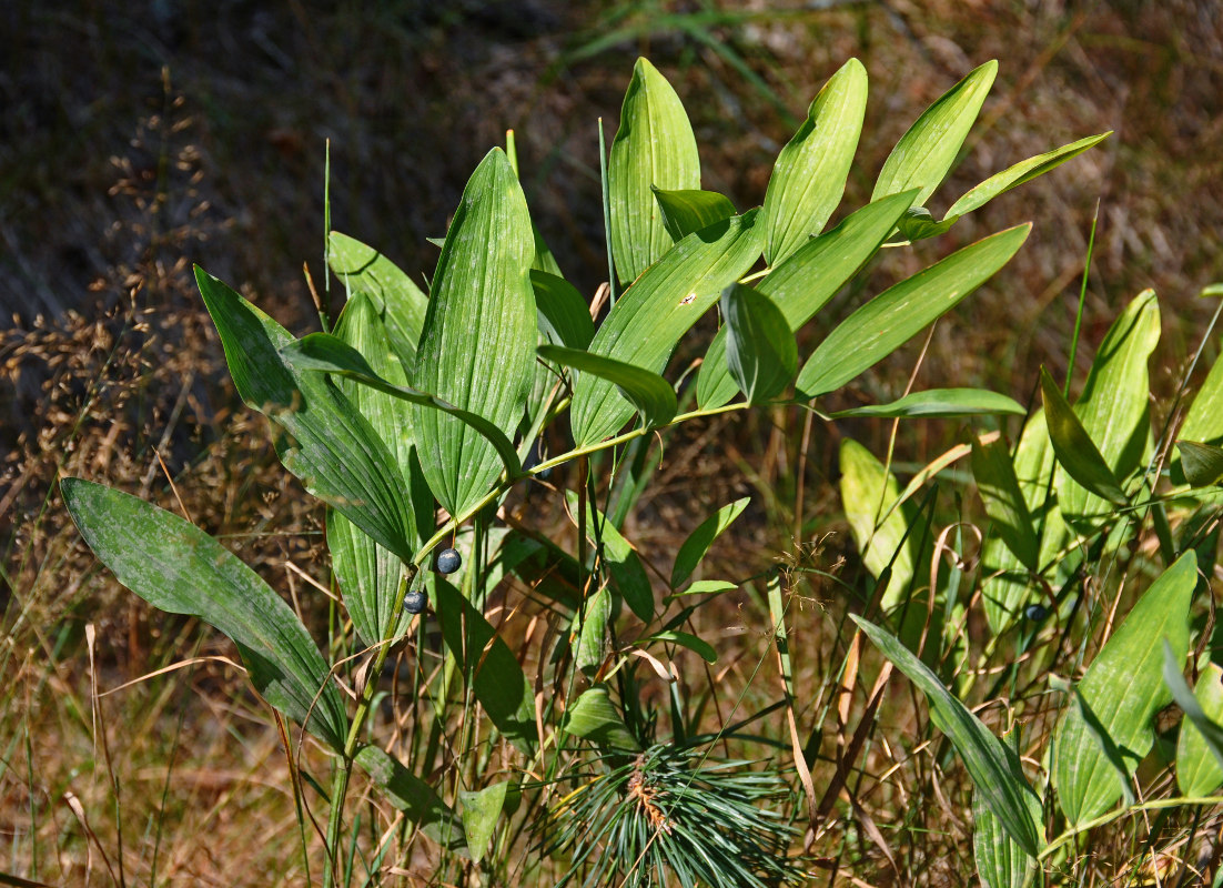 Image of Polygonatum odoratum specimen.