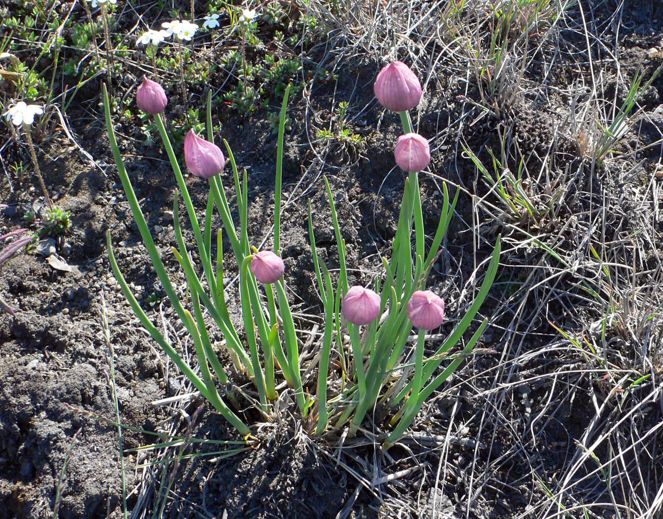 Image of Allium schoenoprasum specimen.