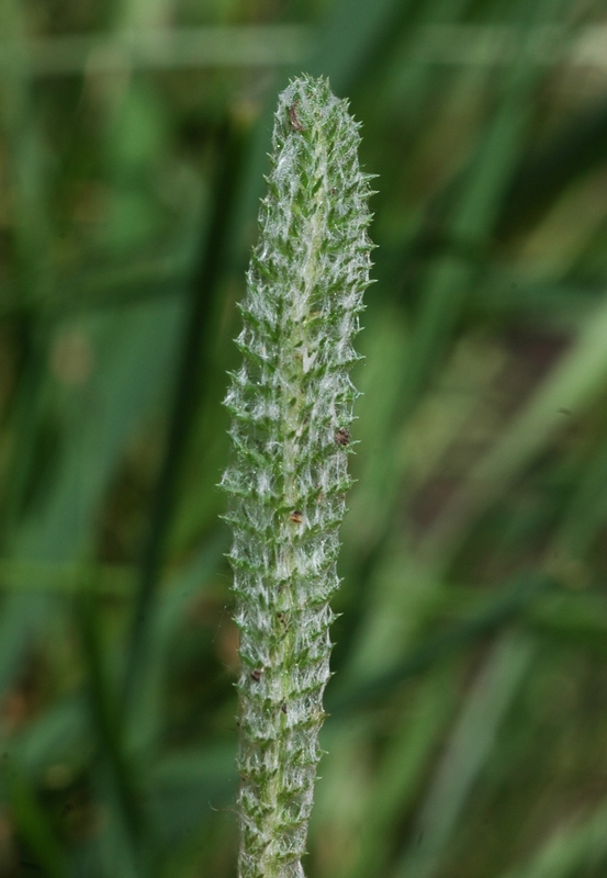 Image of Achillea tomentosa specimen.