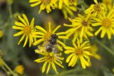 Senecio erucifolius. Соцветия с кормящейся мухой-журчалкой (Eristalis). Ростовская обл., Неклиновский р-н, окр. хут. Мержаново, каменистый берег, в зарослях тростника. 16.09.2018.