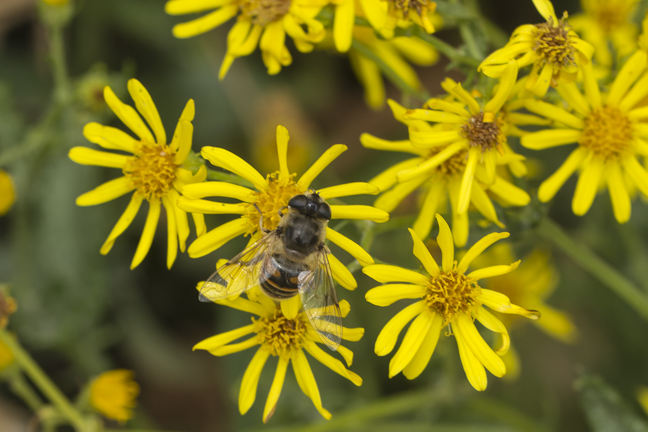 Image of Senecio erucifolius specimen.
