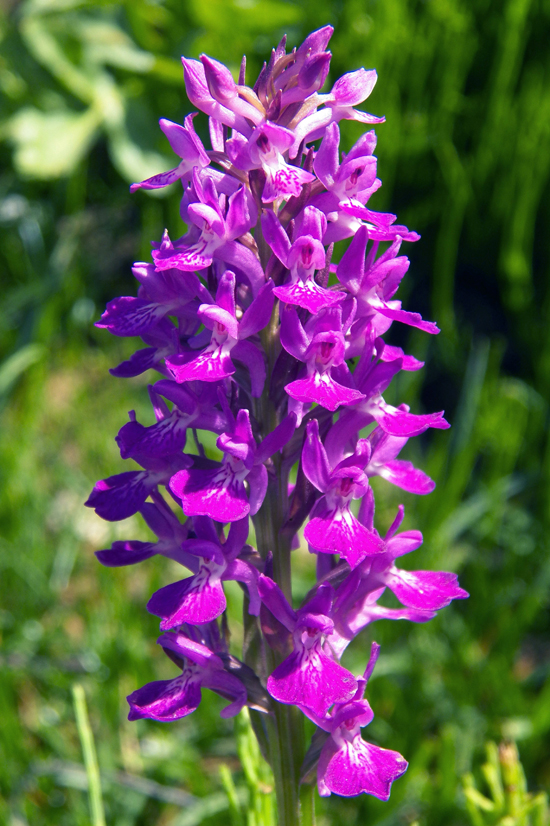 Image of Dactylorhiza umbrosa specimen.