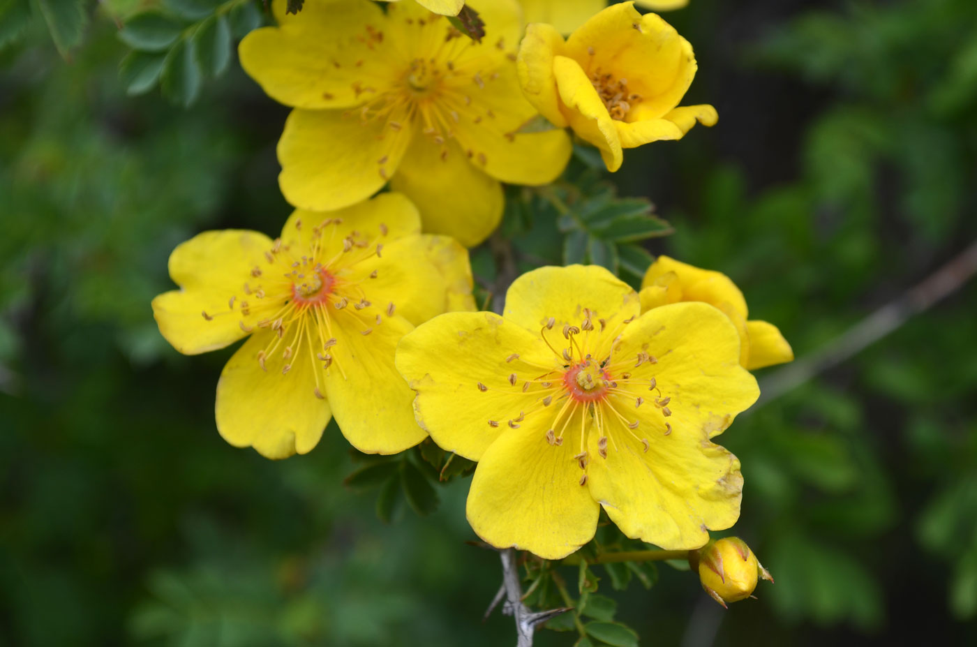 Image of Rosa ecae specimen.
