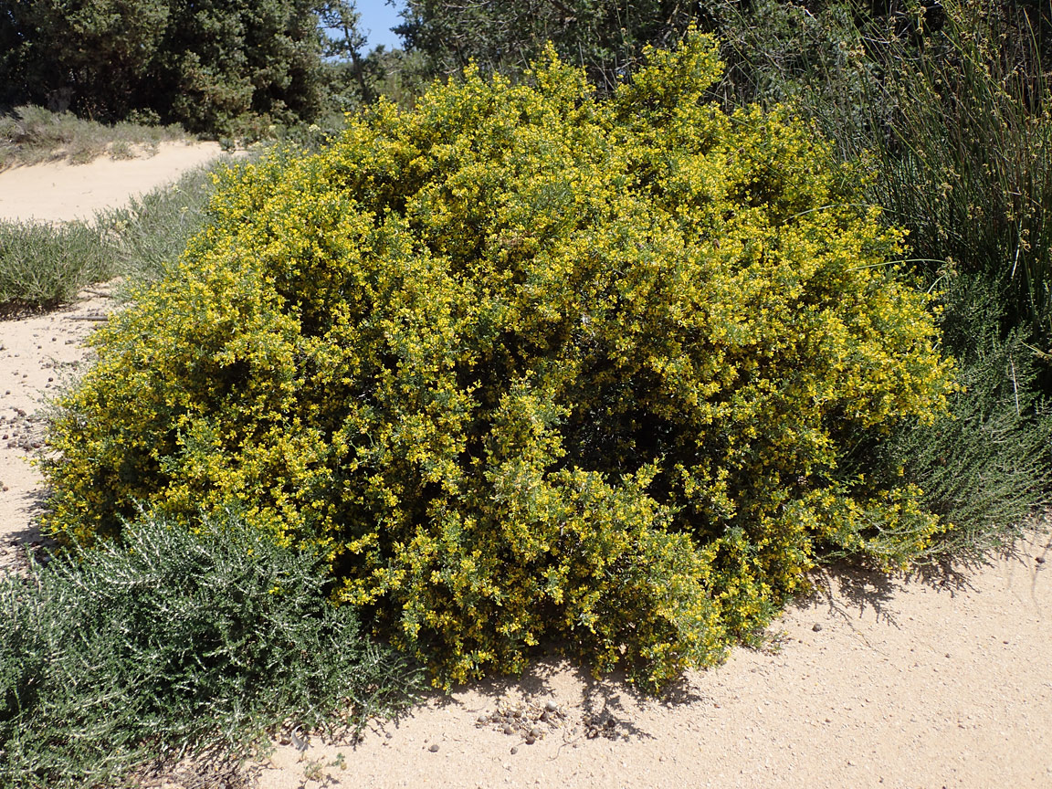 Изображение особи Anthyllis hermanniae.