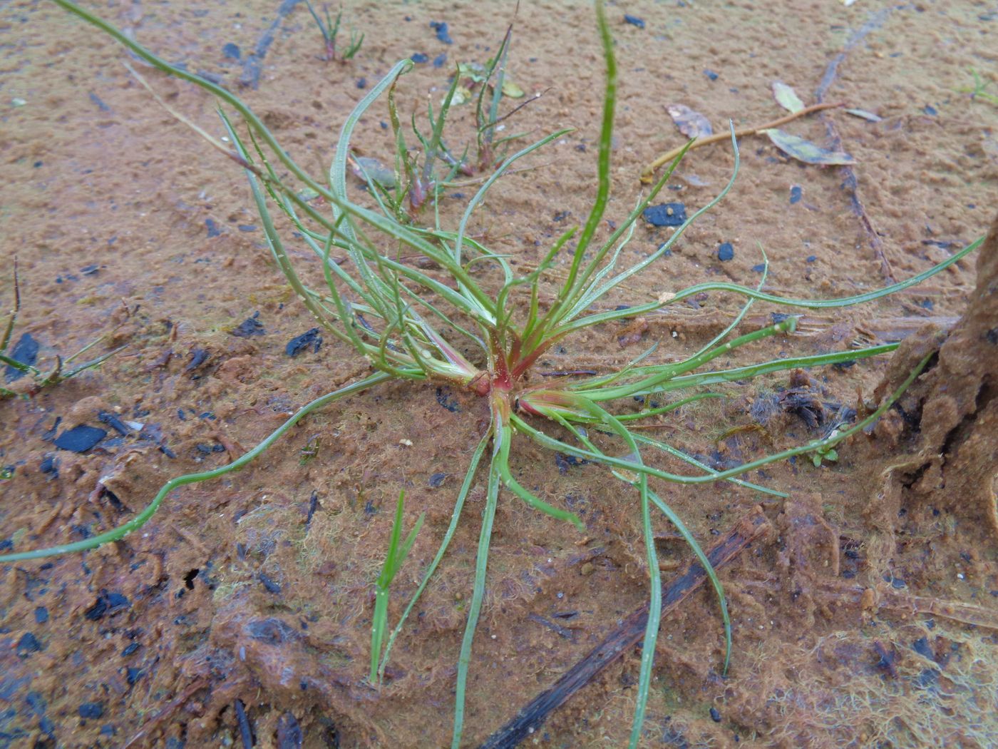 Изображение особи Juncus nastanthus.