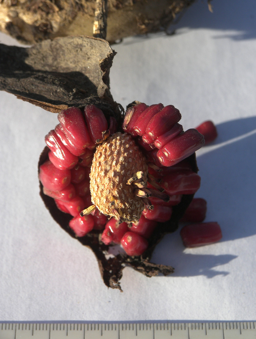 Изображение особи Sauromatum venosum.