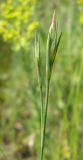 Dianthus guttatus