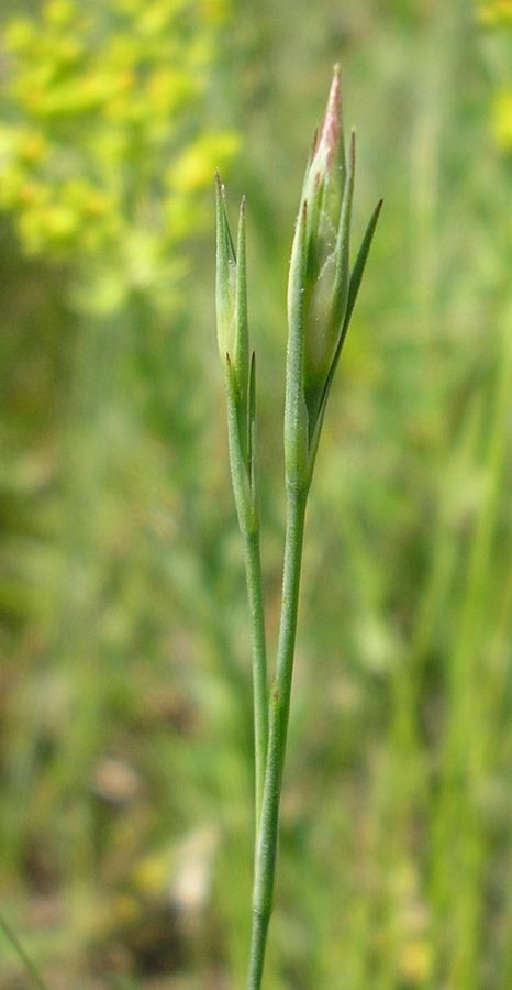 Image of Dianthus guttatus specimen.