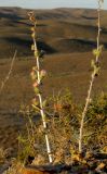 Cousinia pseudoaffinis