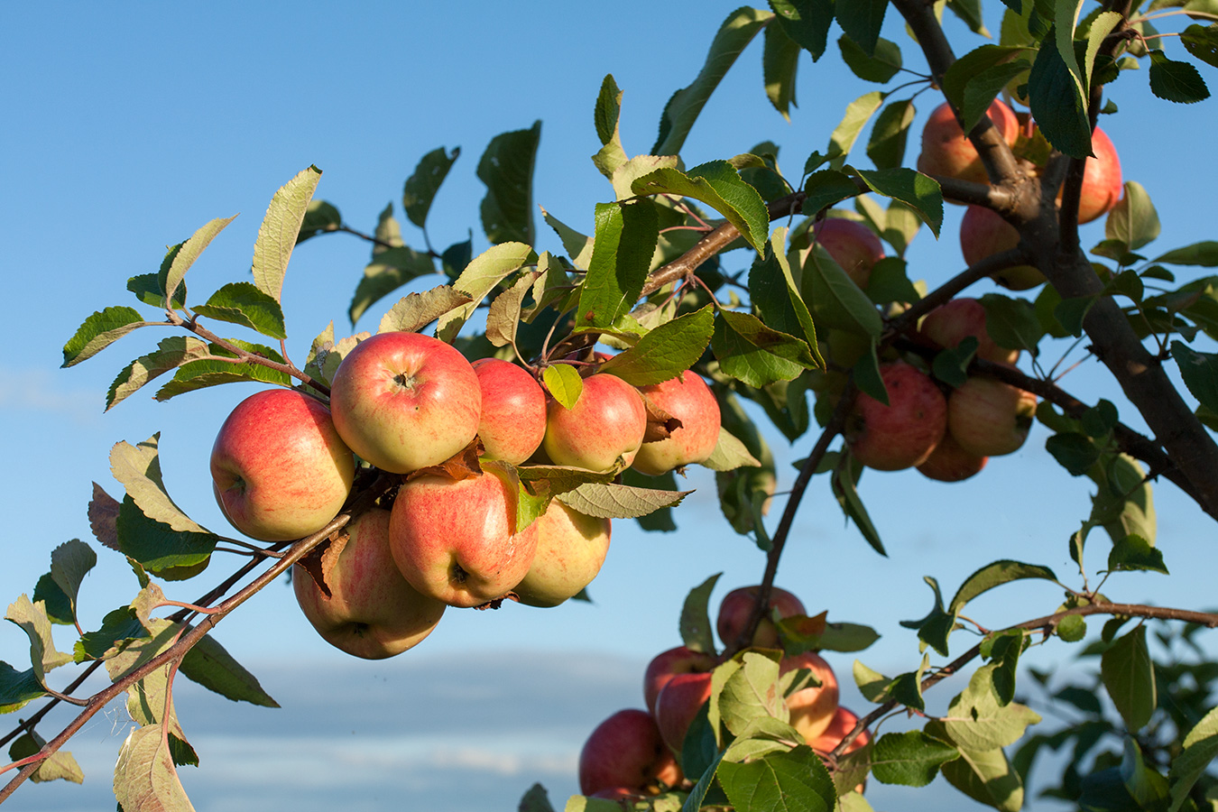 Изображение особи Malus domestica.