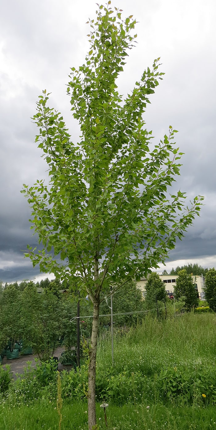 Изображение особи Populus &times; berolinensis.