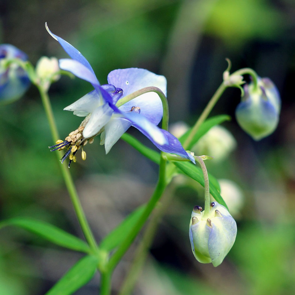 Image of Aquilegia parviflora specimen.