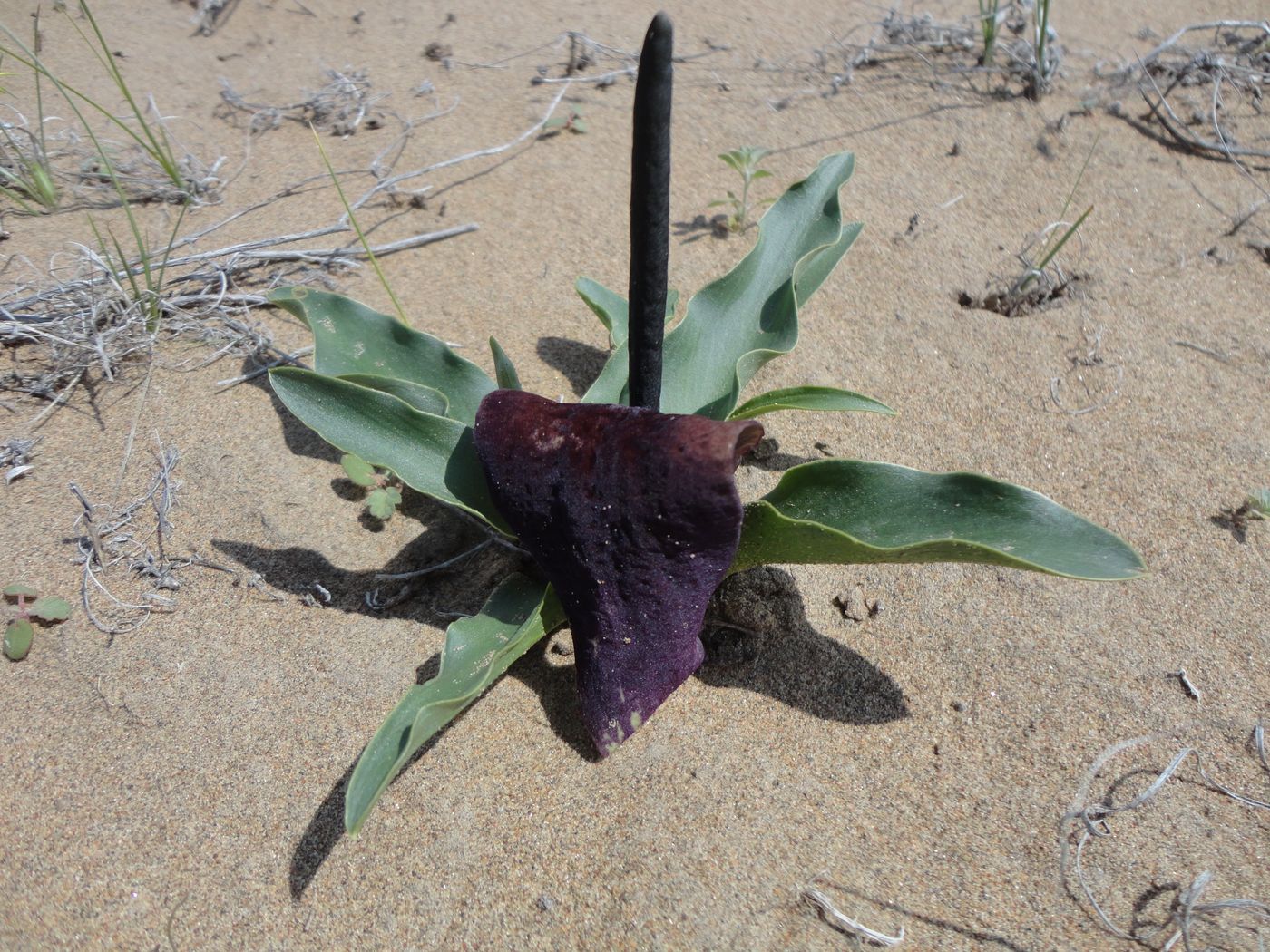 Image of Eminium lehmannii specimen.